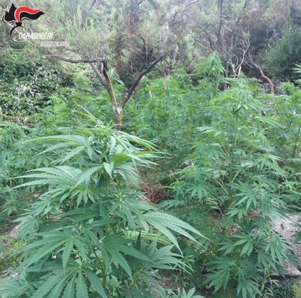 images Coltivavano 1200 piante di marijuana: 4 arresti a Reggio Calabria