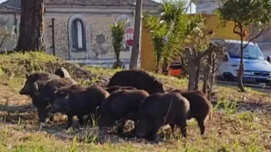 Ancora cinghiali a Catanzaro: segnalato un branco adulto in zona Sant'Antonio