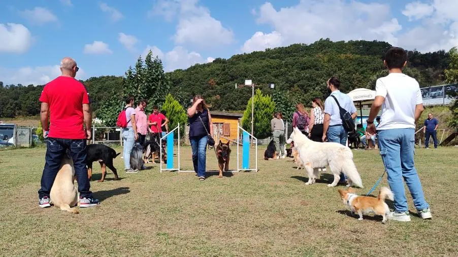 “Un cane dentro per un futuro fuori”, il progetto a Lamezia che ha coinvolto i giovani detenuti dell'IPM