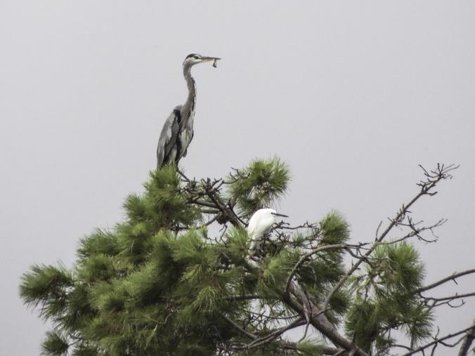 images Catanzaro. Il 'birdwatching' alla foce del Corace: avvistate nove diverse specie