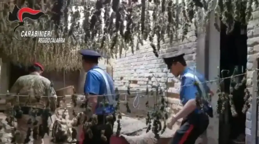 Taurianova, due quintali di marijuana sepolti in bidoni interrati: arrestato dai Carabinieri (VIDEO)