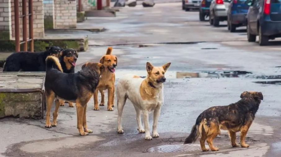 Randagismo, continua la battaglia di Stinchi (BIOS) contro il trasferimento dei cani a Torre Melissa 