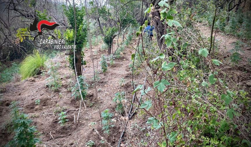 images Vibo Valentia. I carabinieri scovano una piantagione di marijuana attrezzata e nascosta tra alberi ed erbacce: estirpate 236 piante 