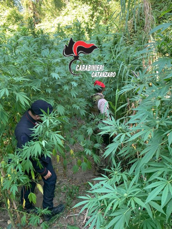 images I Carabinieri di Tiriolo scovano due piantagioni di marijuana 