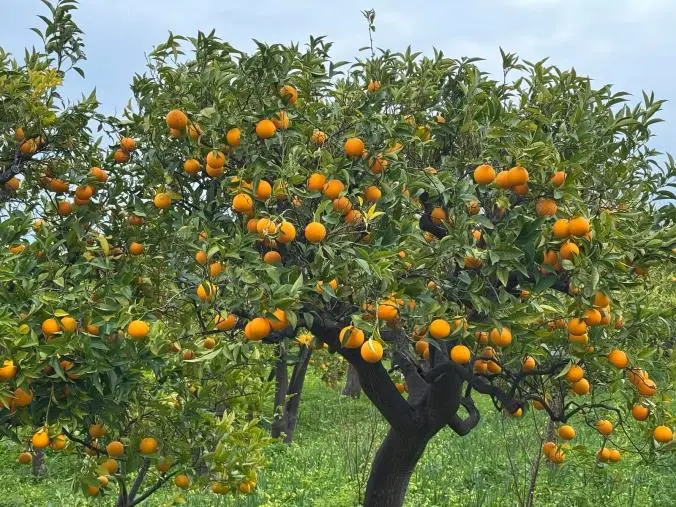 Slow Food si arricchisce di un nuovo presidio: è l'arancia bionda tardiva di Trebisacce