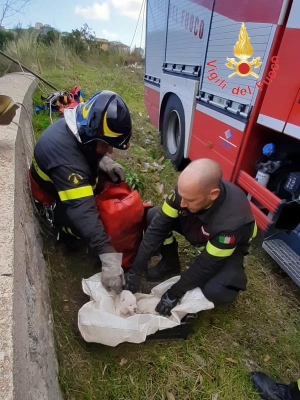 Quattro cuccioli abbandonati nel Soveratese e salvati dai Vigili del Fuoco (VIDEO)