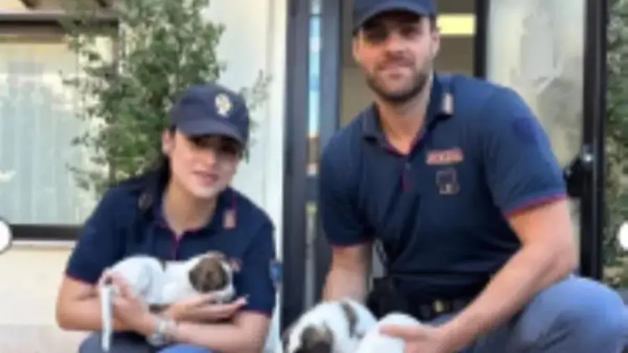 Crotone, cuccioli di cane salvati dalla polizia: si cerca chi li ha abbandonati