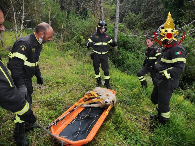 images Falerna. I Vigili del fuoco salvano un Pastore Maremmano caduto in un fiume: il cane è rimasto ferito agli arti inferiori