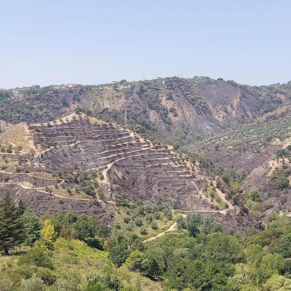 images Incendio alla Pineta di Siano, il pianista Capuano: “Danno incalcolabile”