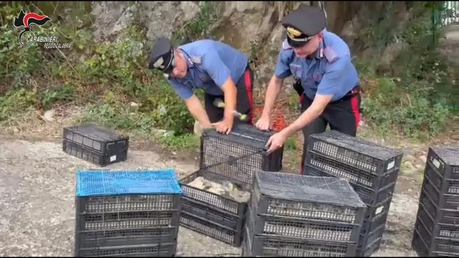 Villa San Giovanni,  in auto  con 2.200 uccelli di specie protette: denunciato