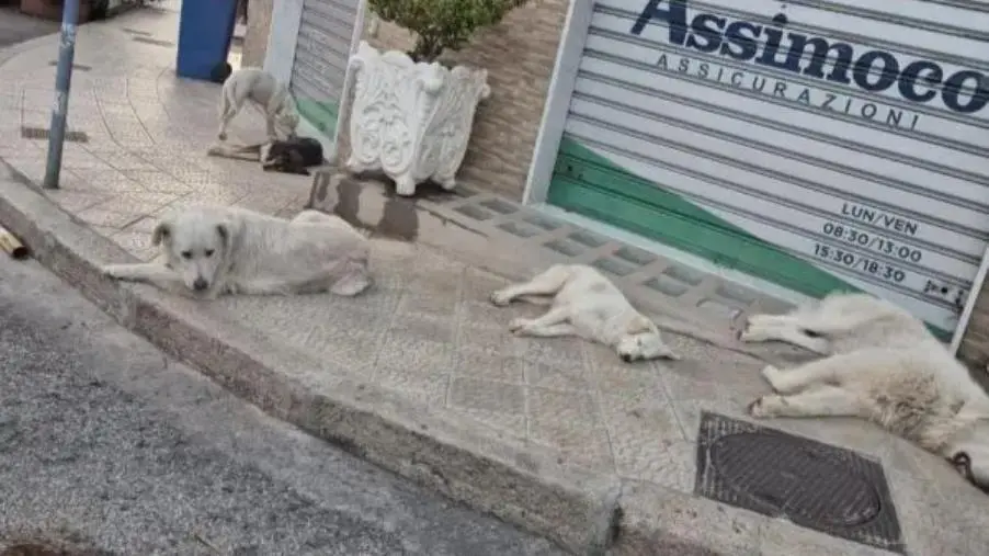 Paura a Catanzaro, donna con figlia e cagnolini aggredita da randagi: “Ora s’intervenga davvero"