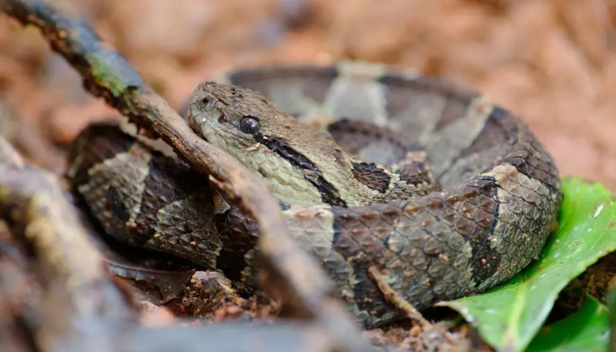 Cropani, 51enne morso da una vipera in un cantiere: trasporto d'urgenza in ospedale 