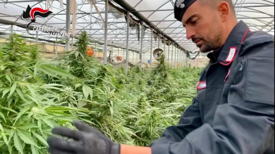 images Operazione Oro verde. In un vivaio di Sellia Marina scoperte 10mila piante di cannabis, in manette il titolare (VIDEO)