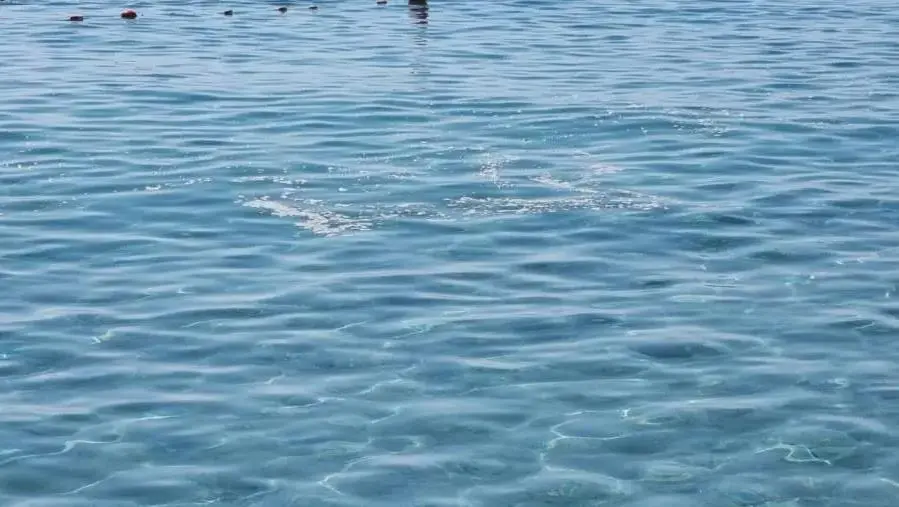 Callegari (Partito animalista): “Mare sporco a Caminia”