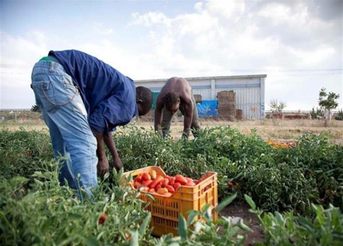 images Gioia Tauro. Colpo al caporalato: tre denunce e sanzioni per oltre 50mila euro 