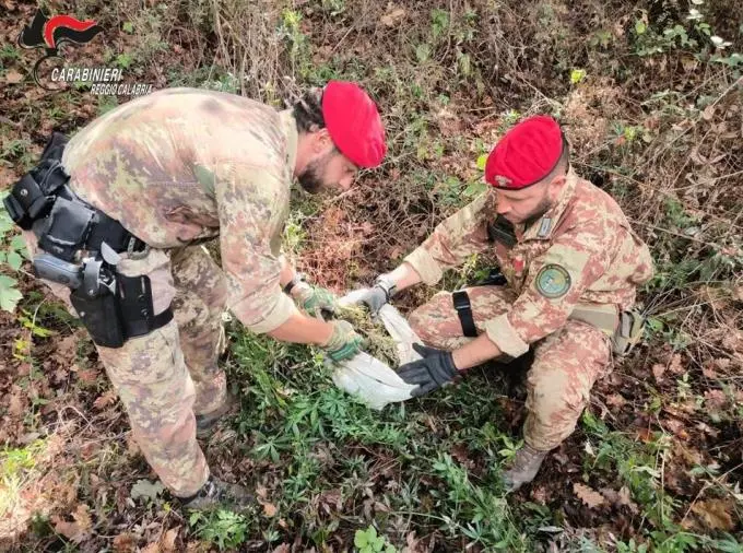 images Scoperte piantagioni di droga nel Reggino, coppia arrestata