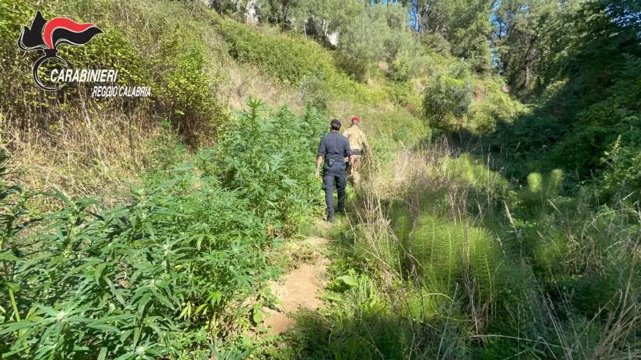 Sequestrata e distrutta una piantagione di droga nel Reggino: 3 denunce