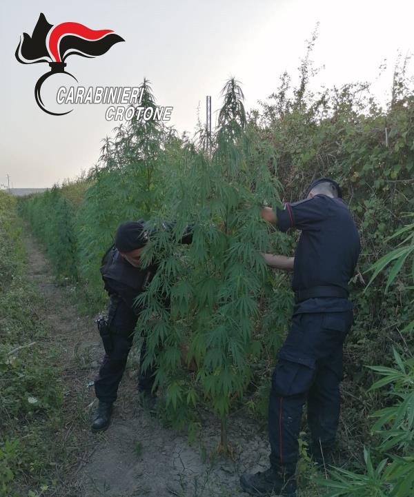 images Crotone. Beccato un 60enne con il vizio della marijuana: scoperto mentre 'lavorava' ad una piantagione