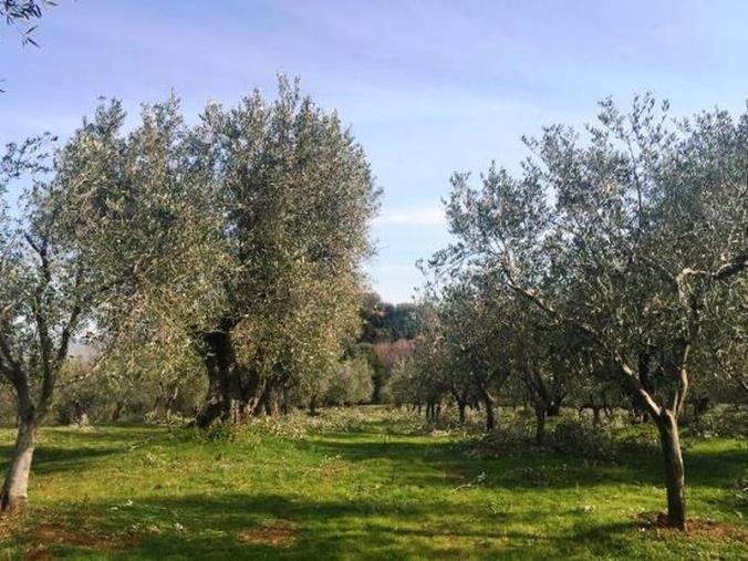 images Politica agricola comune: anche la Calabria chiede modifiche alla proposta del Ministero 