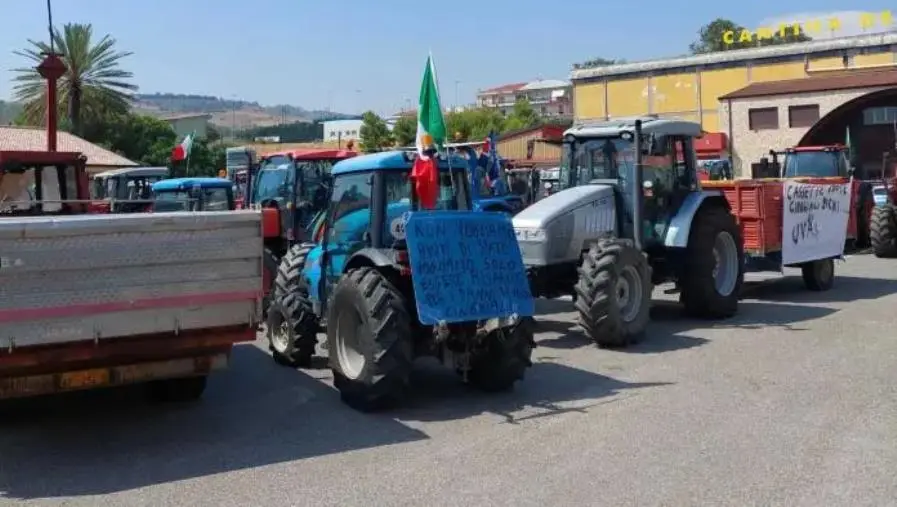 images Emergenza cinghiali, il Comune di Lamezia vicino agli agricoltori che protestano a Cosenza 