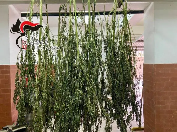 Prosegue il rastrellamento dei Carabinieri nel Reggino: trovati 4 kg di marijuana