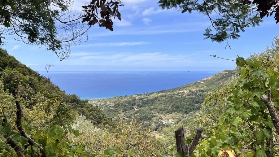 Emergenza lupi sulla costa tirrenica cosentina: allevatori in difficoltà