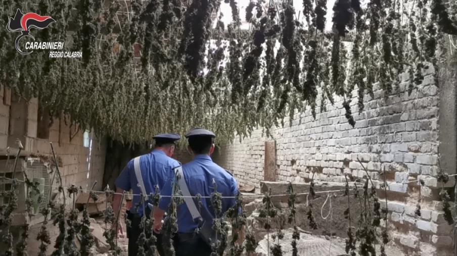 images Capannone industriale abbandonato diventa essiccatoio per 7000 piantine di marijuana a Taurianova: sequestrato (VIDEO) 