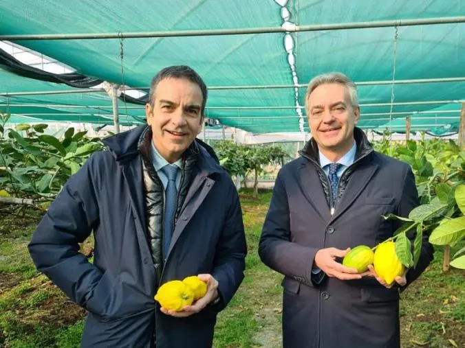 Il cedro di Santa Maria del Cedro diventa "DOP": potrà fregiarsi della denominazione di origine protetta