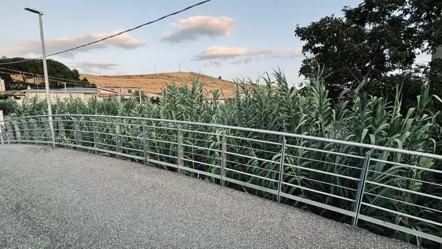 Quartiere Cava di Catanzaro, la segnalazione: “Il letto del fiume invaso dalla vegetazione è un pericolo”