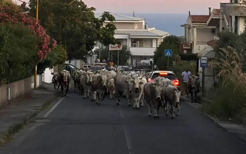 Dalle stalle di Soveria ai pascoli di Buturo: il rito della transumanza che non si spezza