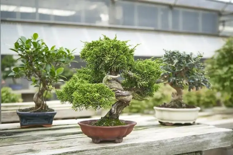 Catanzaro capitale dell’arte bonsai: dal 3 al 5 ottobre la XV Mostra Nazionale