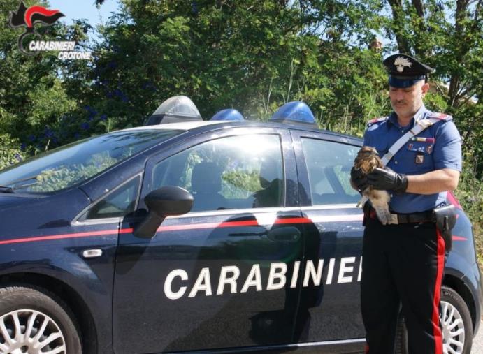 images A Mesoraca un carabiniere libero dal servizio soccorre un rapace ferito