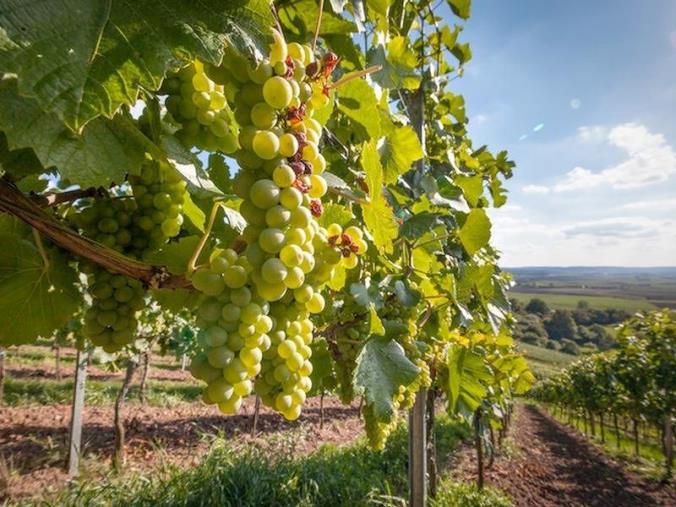 Emergenza Covid 19, al via la vendemmia verde. L'assessore Gallo: "Aiuti per produttori di uve per vino generico, ma pure Igt e Doc"  