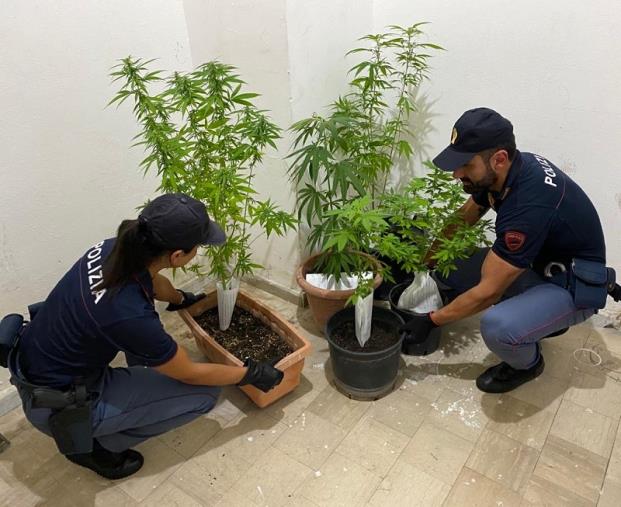 images Pomeriggio concitato a Crotone, la Polizia interviene per sedare una lite in famiglia   e trova 5 piantine di marijuana 