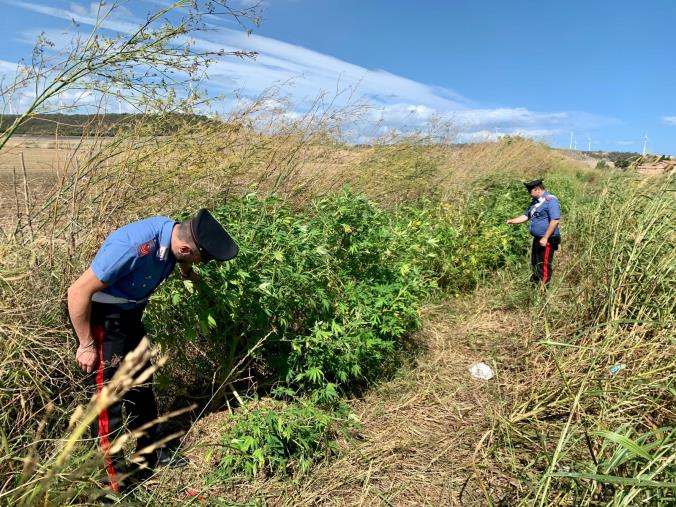 images Trovata a Isola di Capo Rizzuto una piantagione di marijuana e cinque detonatori: due arresti 