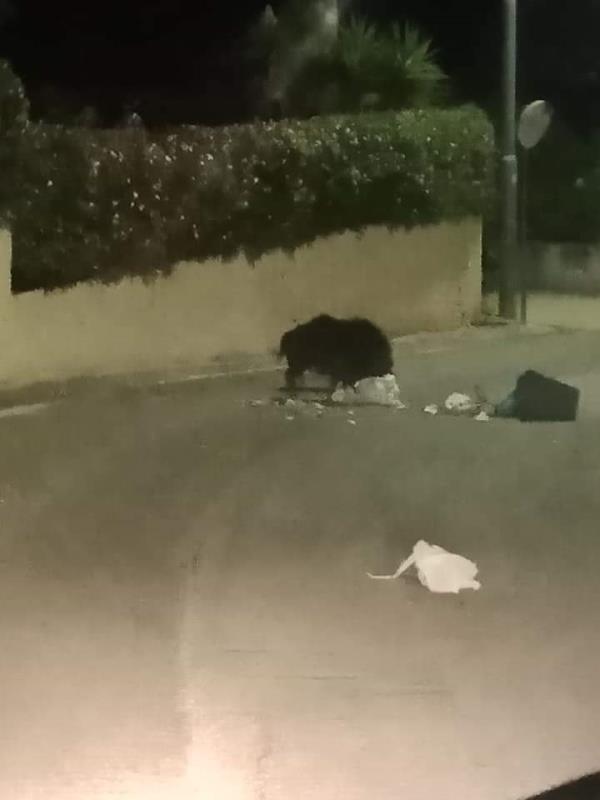 A Cavita i cinghiali invadono la strada 