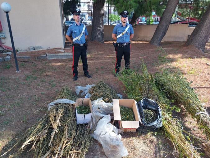 images Isola Capo Rizzuto. Scoperta una piantagione di marijuana: arrestati 2 "improvvisati" agricoltori 