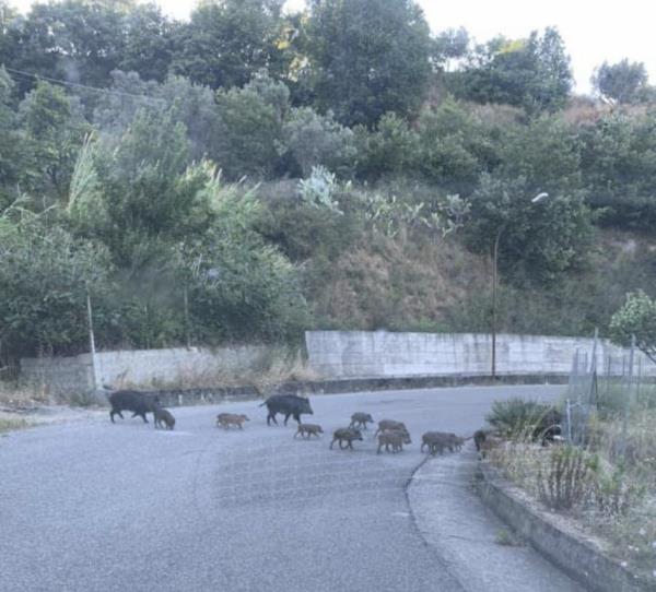 images Soverato. Mannino scrive al sindaco: "Si fronteggi il problema cinghiali in città"