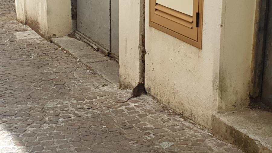 images “Ma che bontà…”. Ecco il topino che nel centro storico di Catanzaro degusta una fetta di pizza 