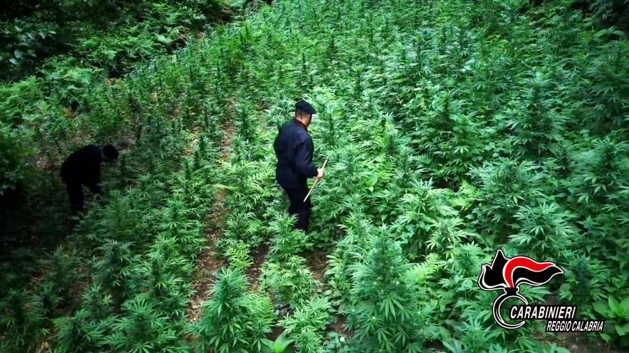Cittanova, arrestato un 24enne trovato con 50 grammi di marijuana 