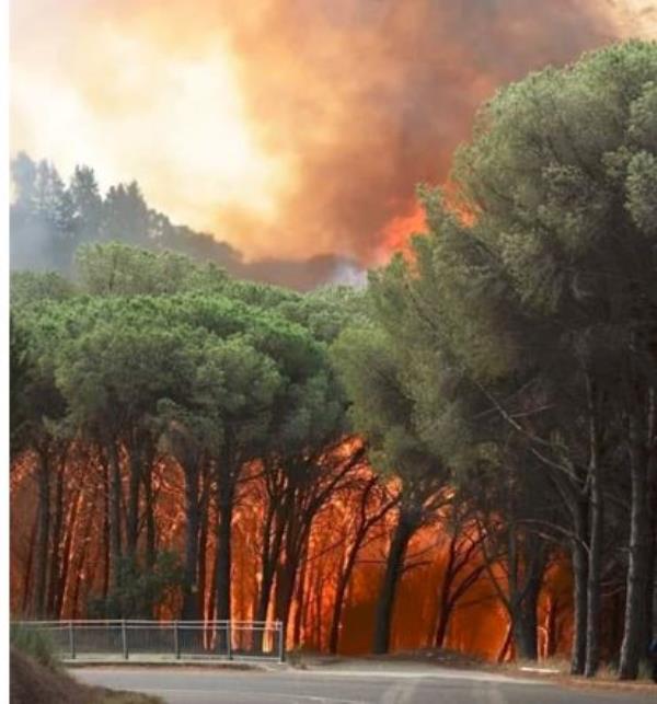 images Incendio Pineta di Siano. L'associazione 'A Filanda': "Pronti alla sua ricostruzione" 