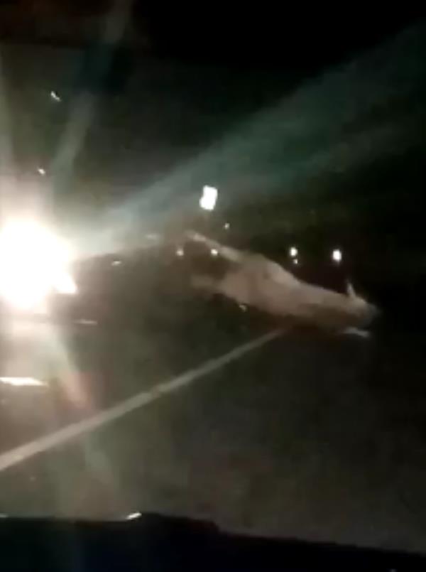 images Catanzaro, mucca a spasso in tangenziale: auto distrutte ma feriti lievi (VIDEO)