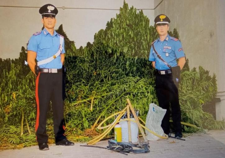 images Casabona, coltivavano marijuana: divieto di dimora per tre persone