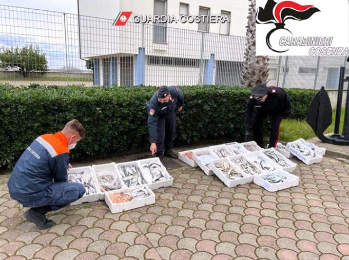 images Corigliano Rossano, Guardia Costiera e Carabinieri sequestrano 105 kg di prodotto ittico