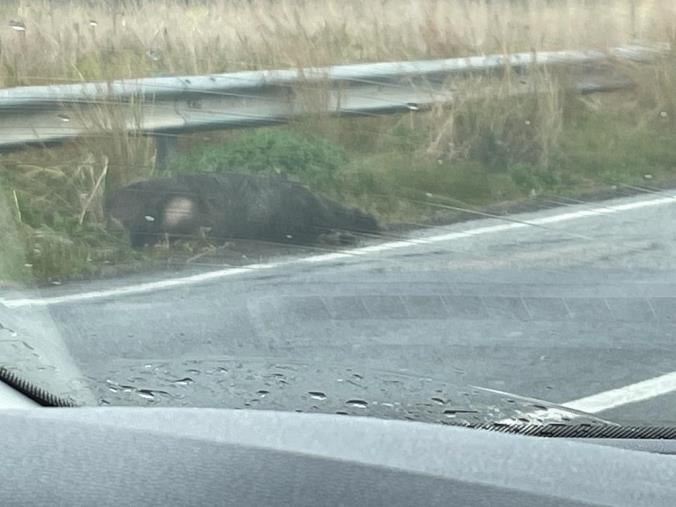 Catanzaro, cinghiale morto sul ciglio della strada nel quartiere Barone