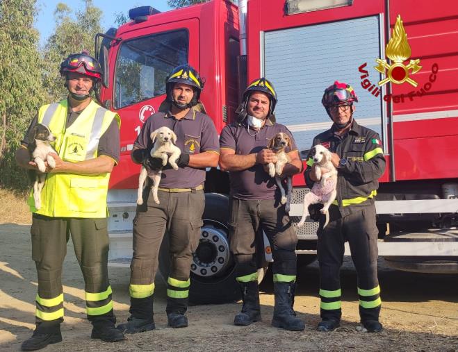 images Nel Crotonese il fronte di fuoco minaccia un canile con oltre 400 animali 