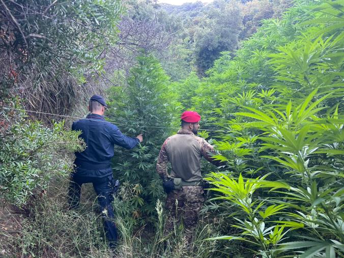 images Catanzaro, oltre 500 piante di marijuana sequestrate per circa un milione di euro 