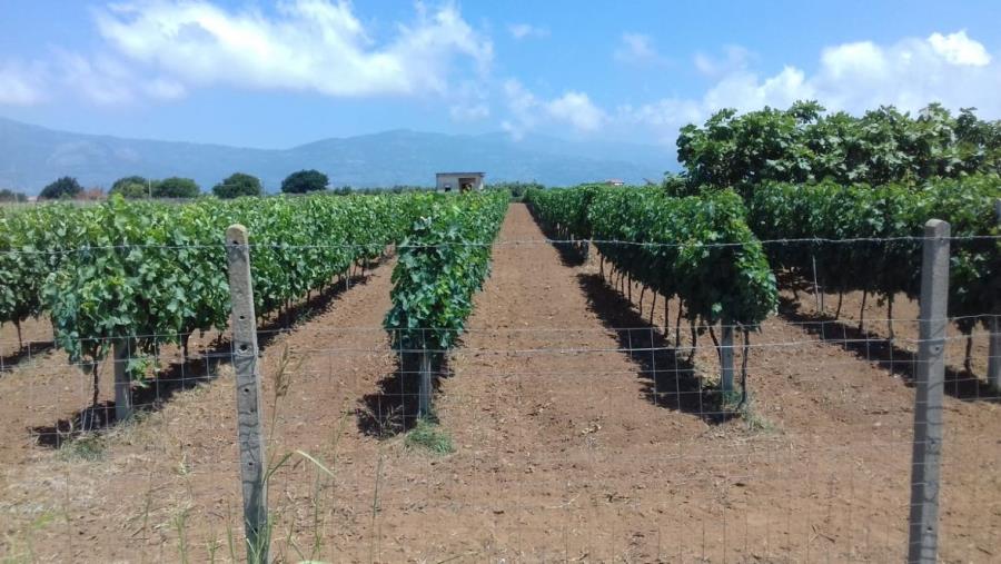 Vendemmia 2022, Coldiretti: "Alte temperature denominatore comune del vigneto in Calabria, uve sane ma quantità in calo di circa il 20%"