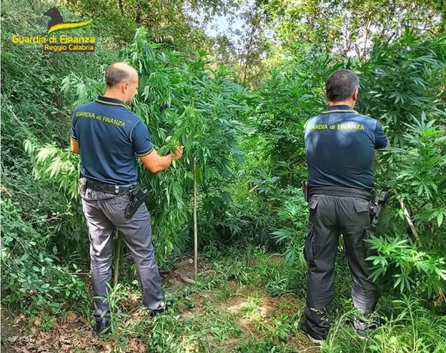 images Reggio Calabria, sequestrata una piantagione di cannabis: era coltivata su un terreno confiscato  