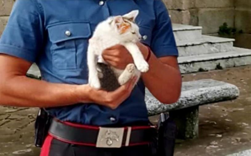 images Polistena, maltrattamenti a un gattino postati su Instagram: denunciati 3 giovani 